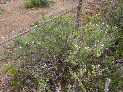 Image of Ocimum burchellianum by (c) Brian du Preez, some rights reserved (CC BY-SA)