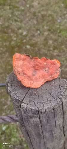 Trametes coccinea