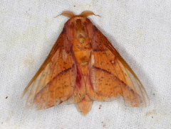 Syssphinx bisecta