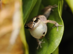Neiba Telegraph Frog photo 2