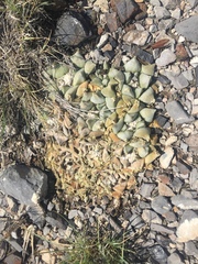 Ariocarpus retusus retusus