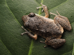 Neiba Telegraph Frog photo 4