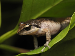 Neiba Telegraph Frog photo 3