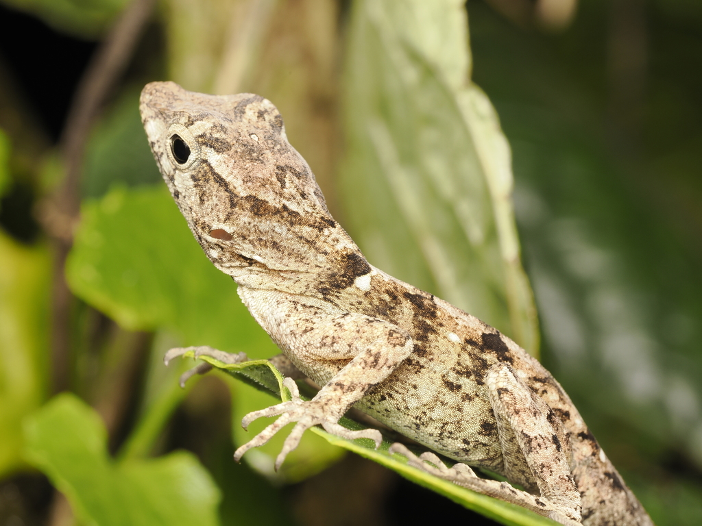 Pallid Stout Anole