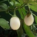 Solanum ovigerum - Photo (c) Lon&Queta, some rights reserved (CC BY-NC-SA)