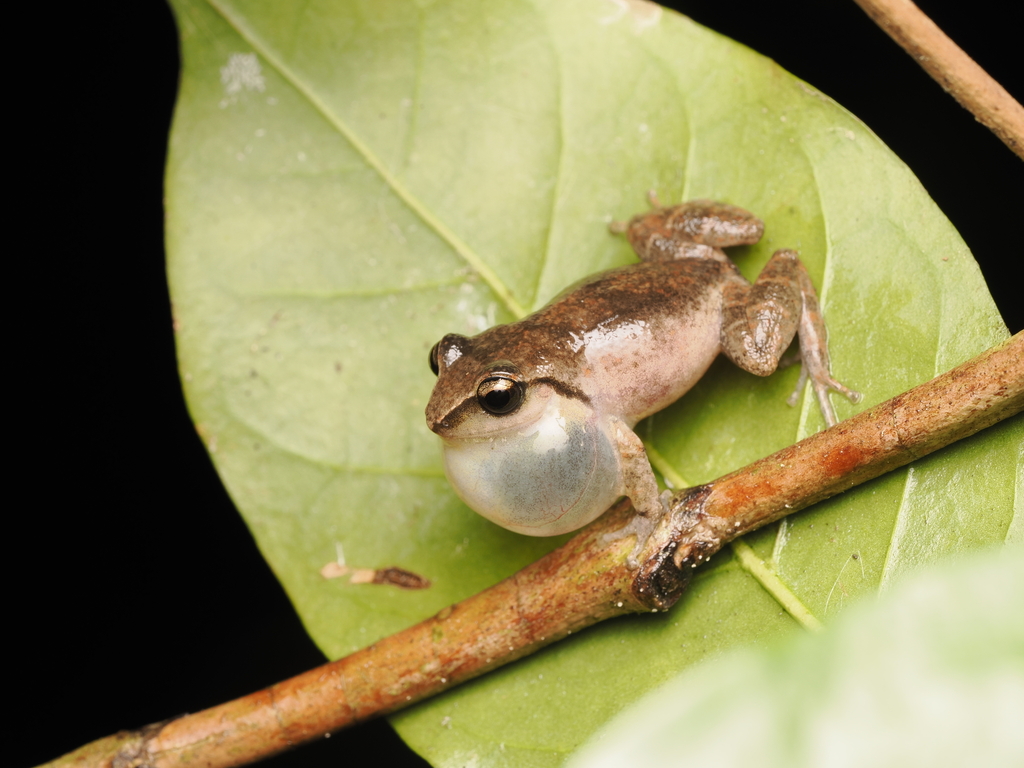 Neiba Telegraph Frog