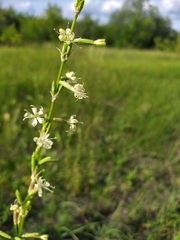 Silene tatarica