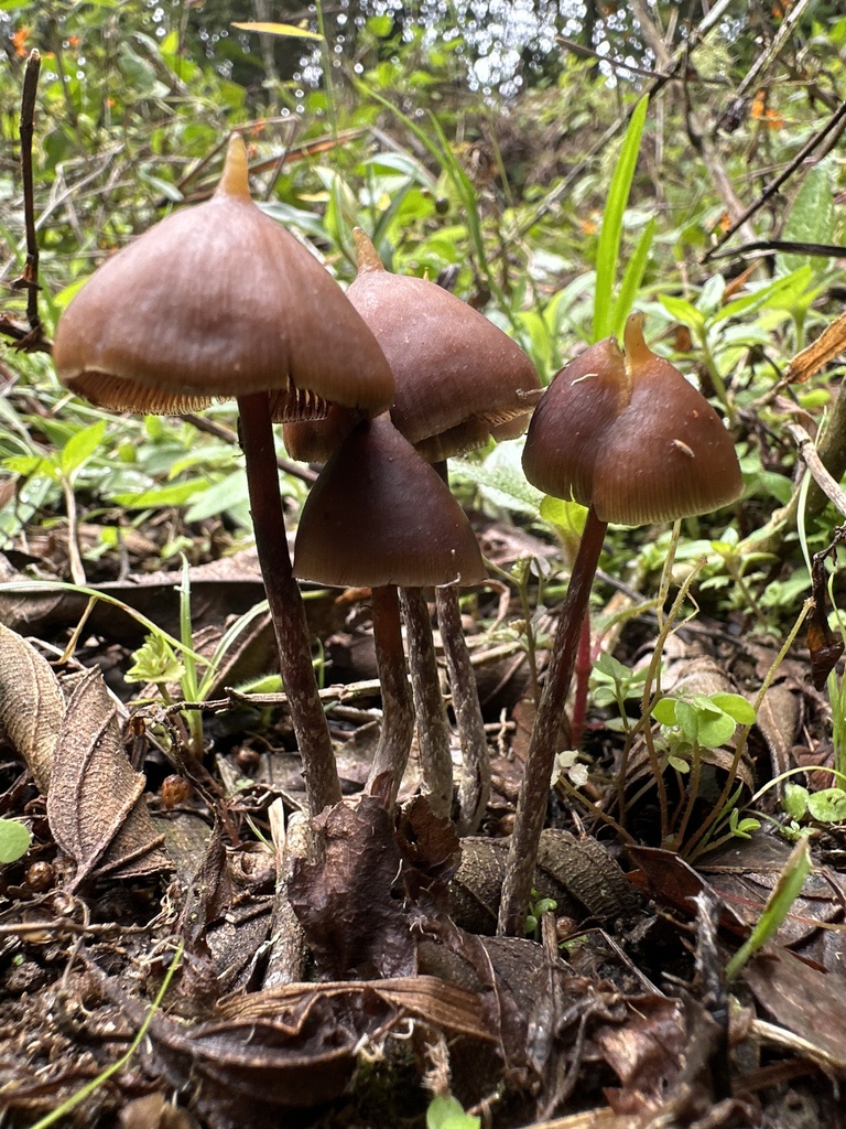 Psilocybe hoogshagenii · November 2024 · photo: © veiledmyco (iNaturalist, cc-by)