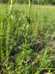 Silene tatarica