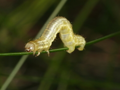 Operophtera fagata