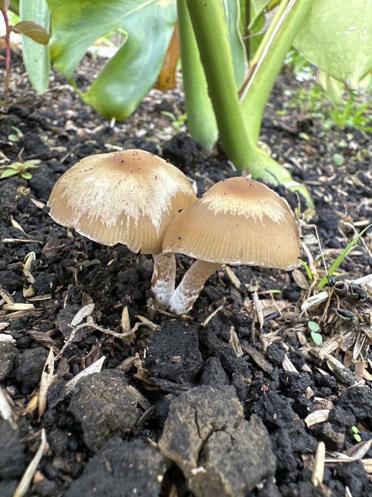 Psilocybe caerulescens · November 2024 · photo: © veiledmyco (iNaturalist, cc-by)