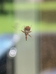 Anthonomus quadrigibbus