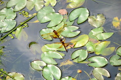 Hydrobasileus croceus