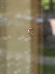 Anthonomus quadrigibbus