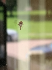 Anthonomus quadrigibbus