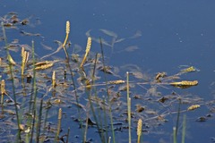 Potamogeton natans
