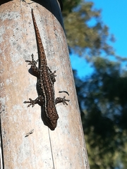 Lygodactylus capensis