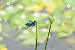 Rhyothemis triangularis