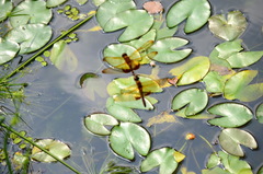 Hydrobasileus croceus