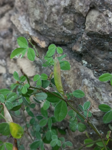 Image of Argyrolobium tomentosum by (c) Brian du Preez, some rights reserved (CC BY-SA)