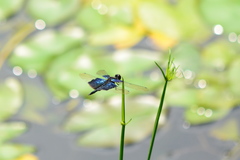 Rhyothemis triangularis