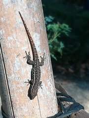 Lygodactylus capensis