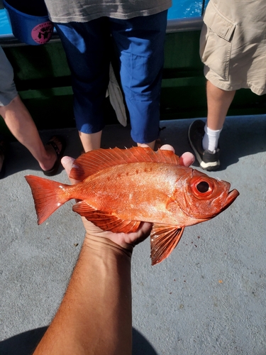 Atlantic bigeye (Priacanthus arenatus) — Priacanthidae — 2