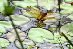 Hydrobasileus croceus