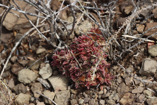 Crassula capitella