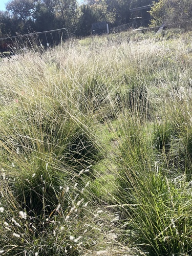Image of Eriochloa sericea by (c) Nathan May, some rights reserved (CC BY)