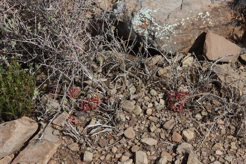 Crassula capitella