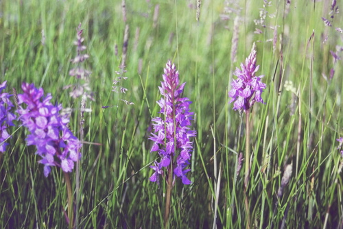 Heath spotted orchid (Dactylorhiza maculata)