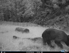 Ursus americanus machetes