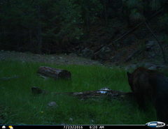 Ursus americanus machetes