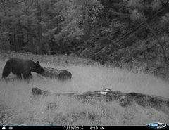 Ursus americanus machetes