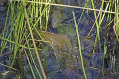 Potamogeton natans