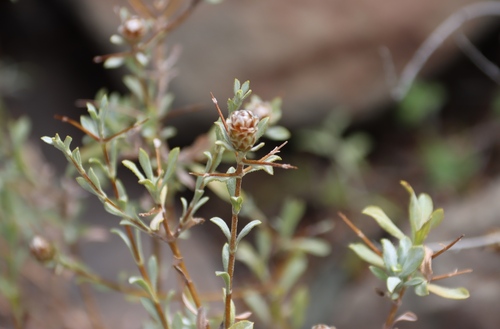 Image of Oedera spinescens by (c) Tony Rebelo, some rights reserved (CC BY-SA)
