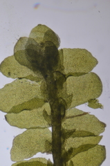 Porella roellii