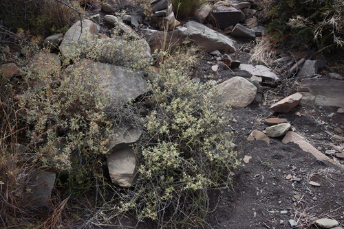 Pink Romulea (Oedera spinescens)