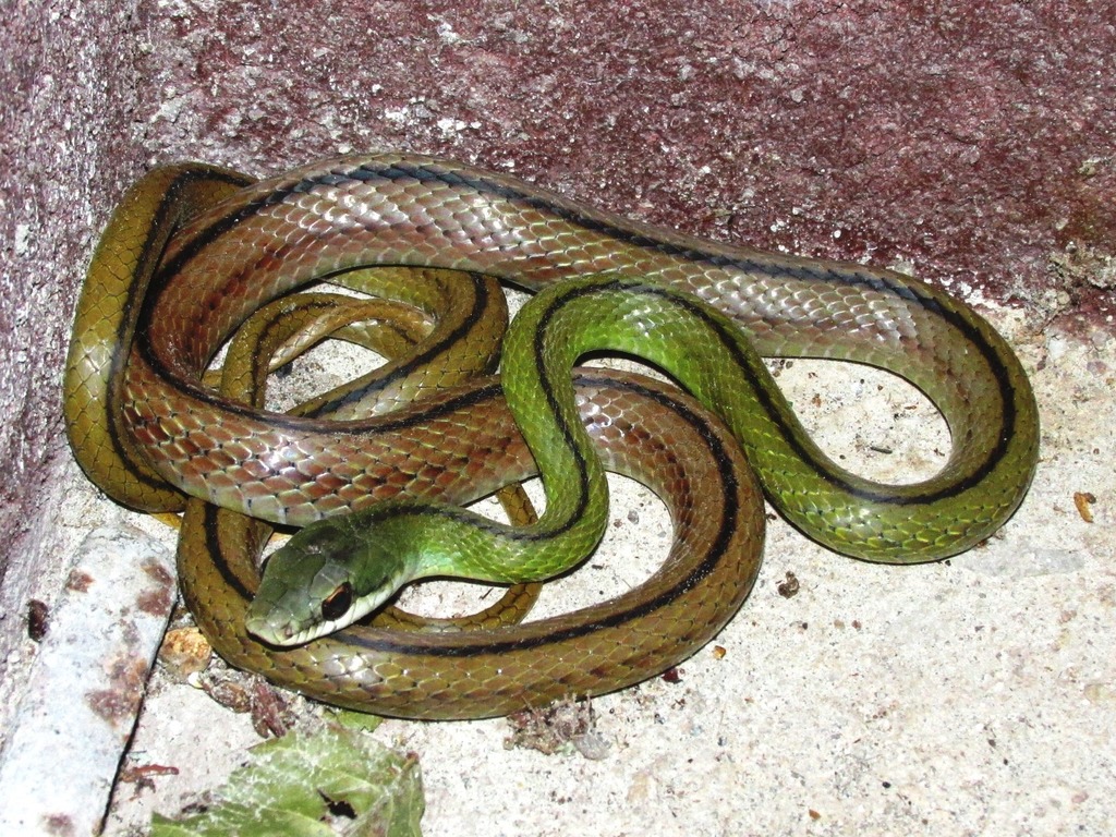 Striped Lizard Eater