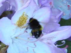 Bombus pratorum