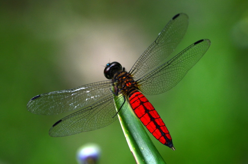 Forest Chaser