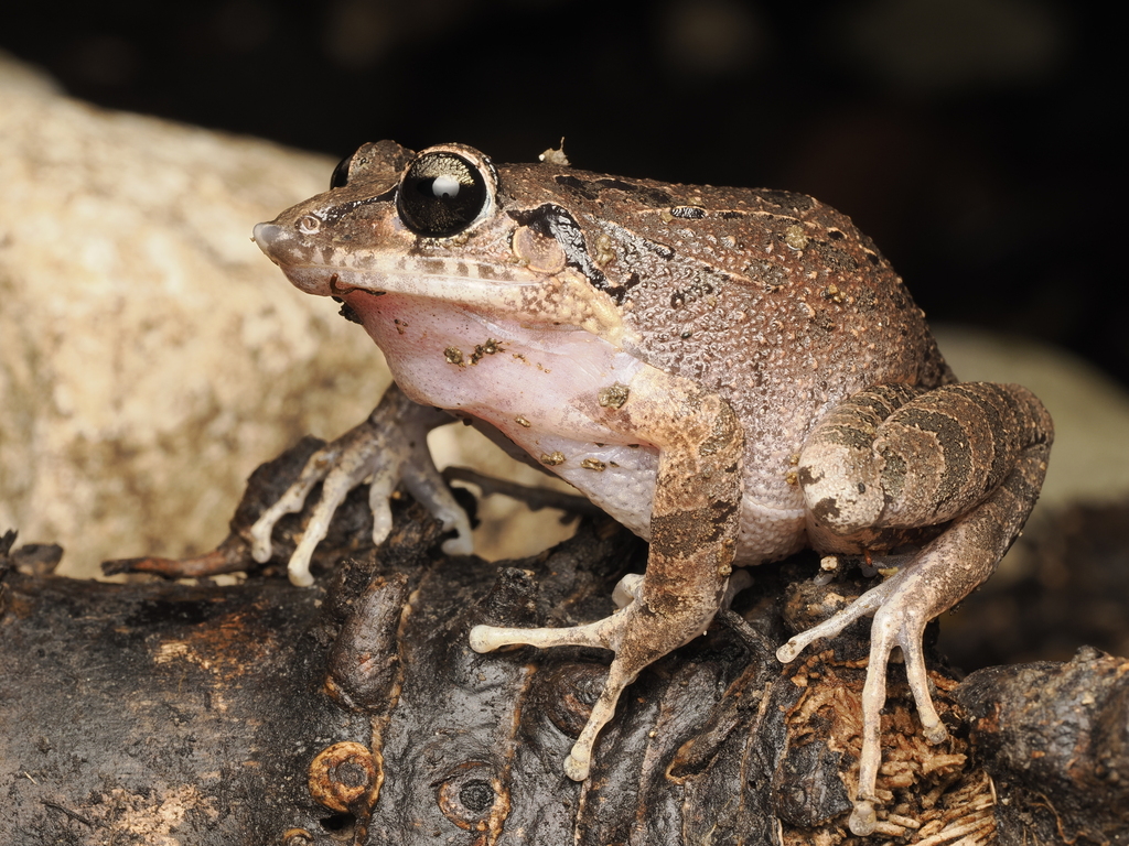 Vallejuelo Burrowing Frog