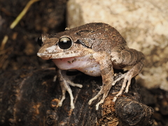 Vallejuelo Burrowing Frog photo 2