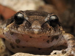 Vallejuelo Burrowing Frog photo 4