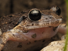 Vallejuelo Burrowing Frog photo 3