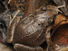 Vallejuelo Burrowing Frog photo 5