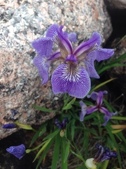 Iris hookeri