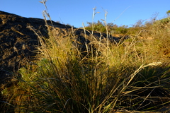 Cymbopogon marginatus