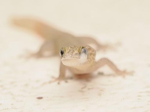 Ashy Gecko